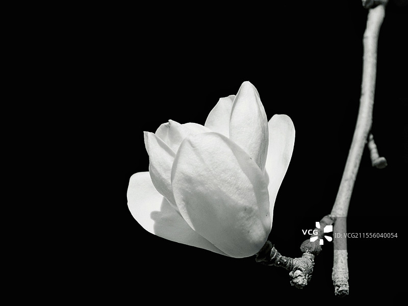 黑色背景下白色玉兰花特写镜头图片素材