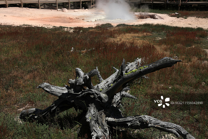 美国黄石国家公园里的枯木图片素材