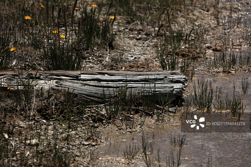 美国黄石国家公园里的枯木图片素材