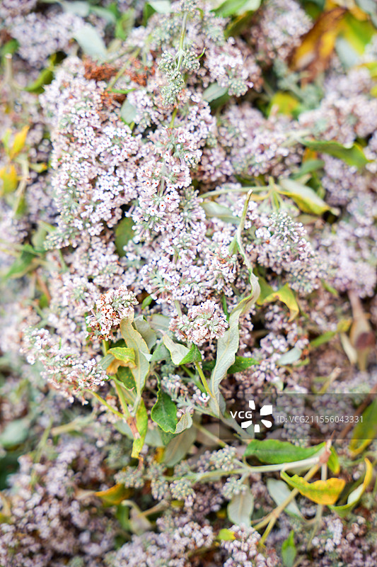 密蒙花 butterflybush flower图片素材