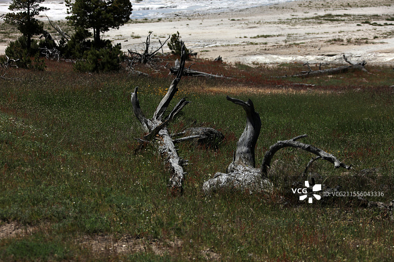 美国黄石国家公园里的枯木图片素材