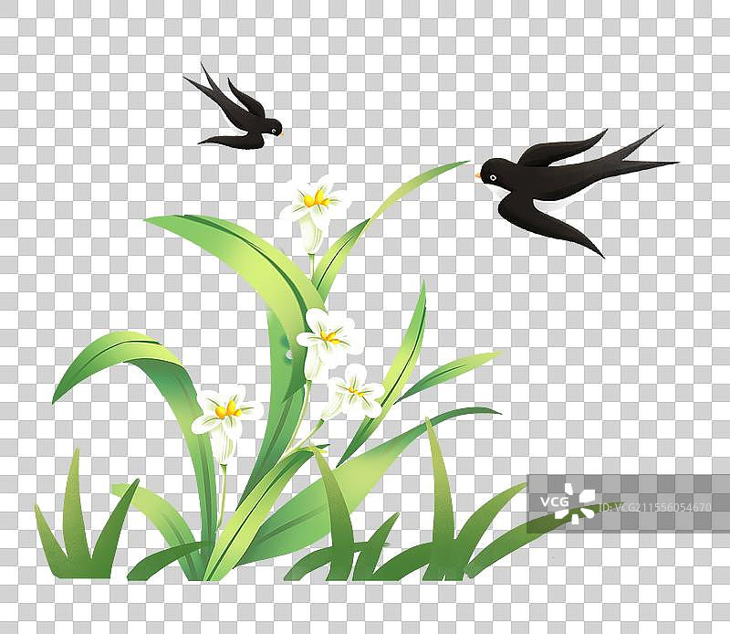 手绘兰花和燕子  美丽的兰花元素 兰花 水仙花图片素材