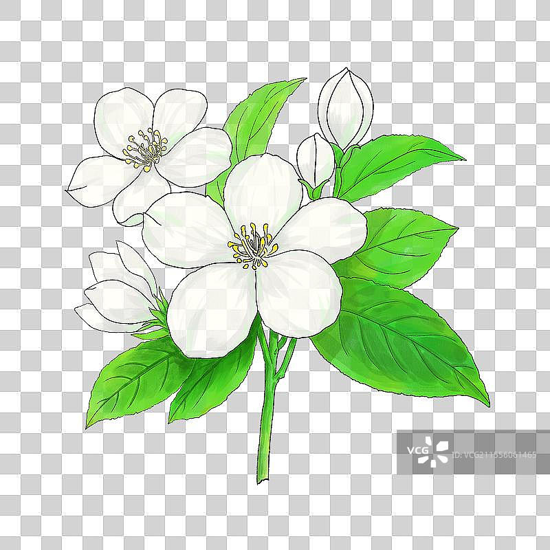 免抠图茉莉花元素植物茶插图包装图片素材