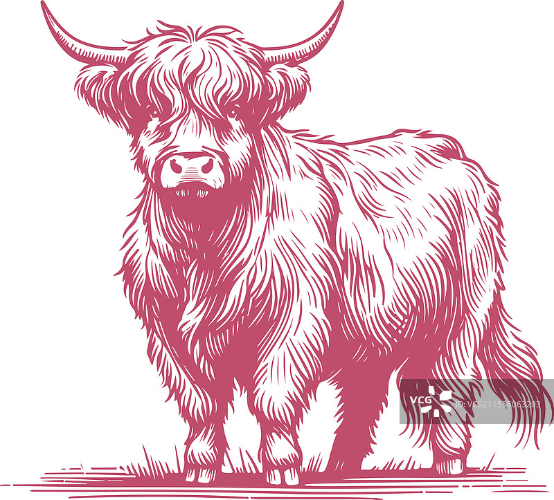 一只高地牛以传统蚀刻风格呈现图片素材