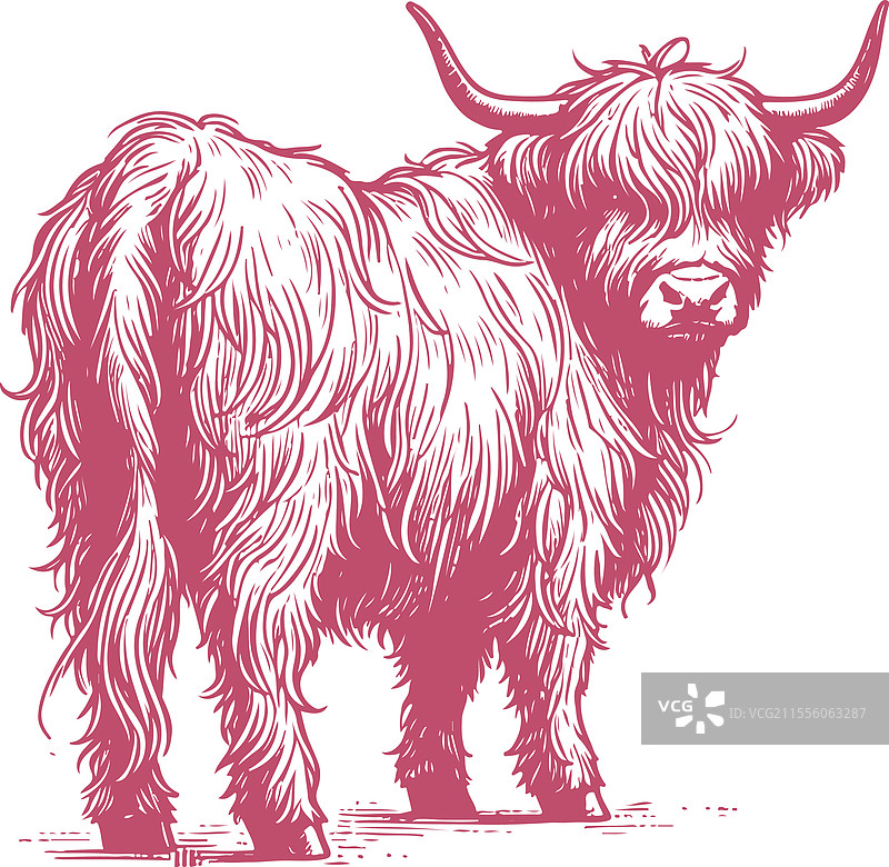 详细的高地牛复古图像与它的图片素材
