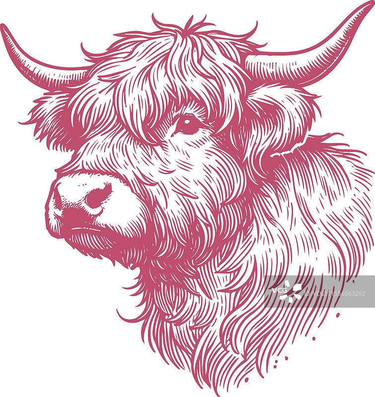 渐变粉色的高地牛细节图图片素材