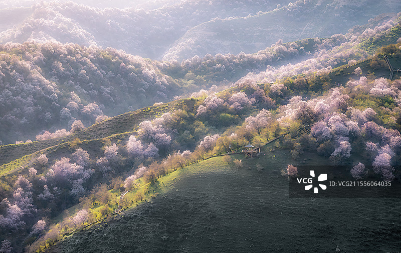 新疆霍城县大西沟福寿山杏花图片素材