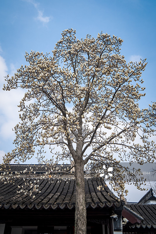 苏州狮子林玉兰花图片素材