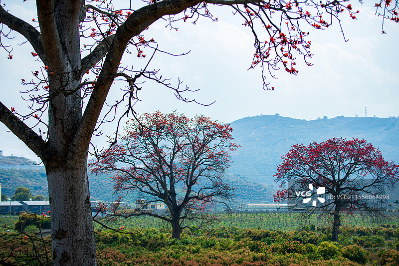 云南省玉溪市元江县甘庄街道干坝攀枝花图片素材