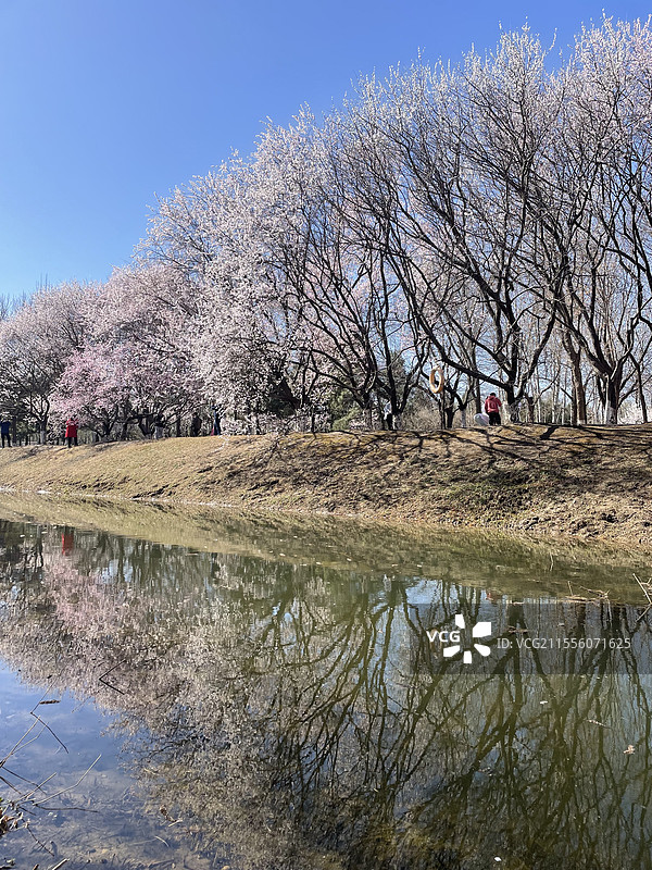 桃花盛开图片素材