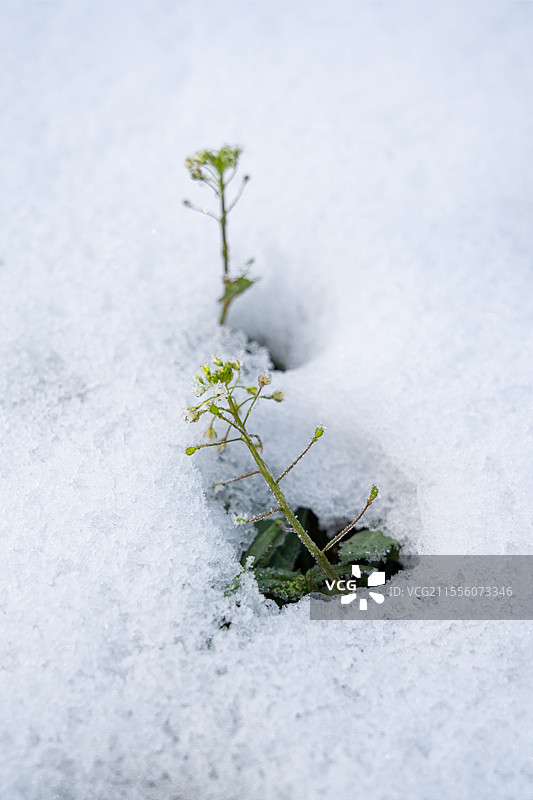 雪地里的绿色小草图片素材
