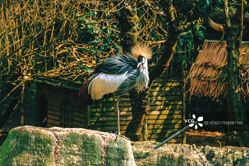 贵阳黔灵公园里美丽高雅的非洲灰冠鹤图片素材