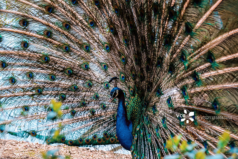 黔灵公园里的绿孔雀开屏图片素材