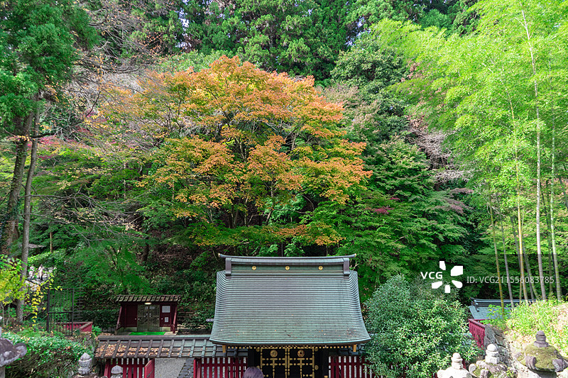 山脚下树林中的禅意庭院图片素材