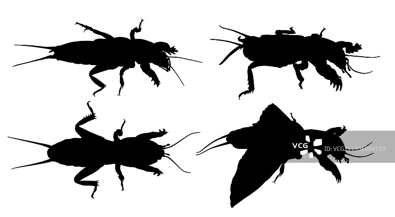 蟋蟀的剪影图片素材