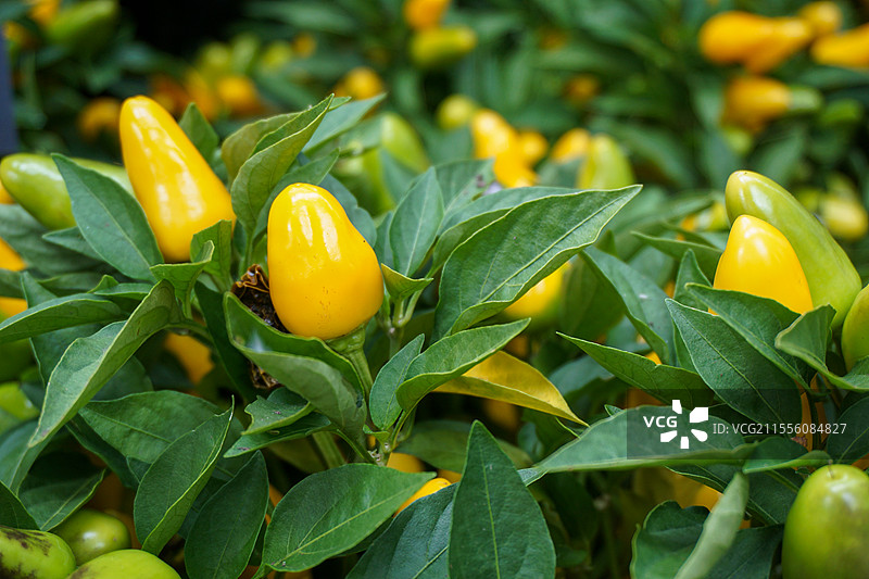 黄色的辣椒图片素材