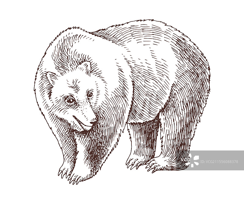 手绘棕熊图片素材