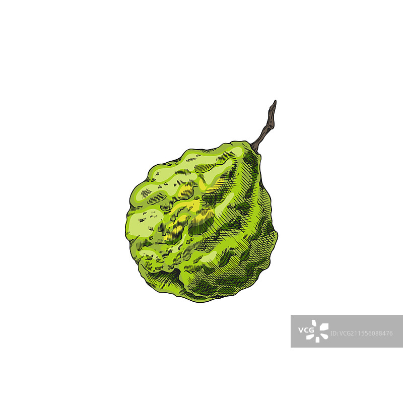 手绘的异国情调柑橘水果佛手柑图片素材