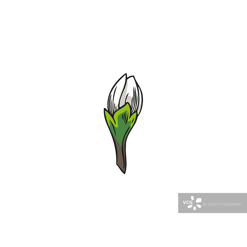 佛手柑花蕾春季绽放植物素描图片素材