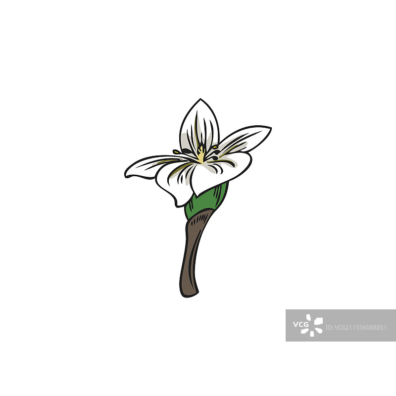 逼真的手绘佛手柑花素描图片素材