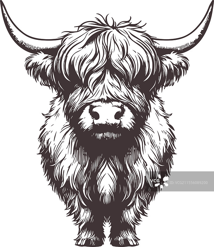 高地牛肖像，毛发蓬松图片素材