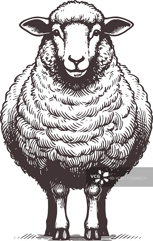 详细的黑白羊肖像图片素材