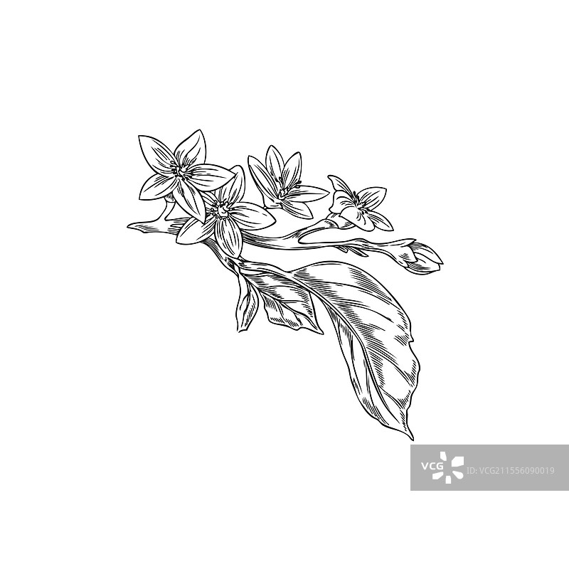 单色素描的图片素材