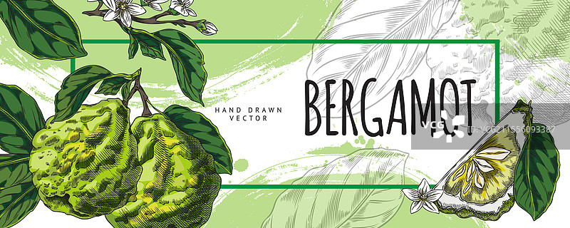 佛手柑水彩横幅图片素材