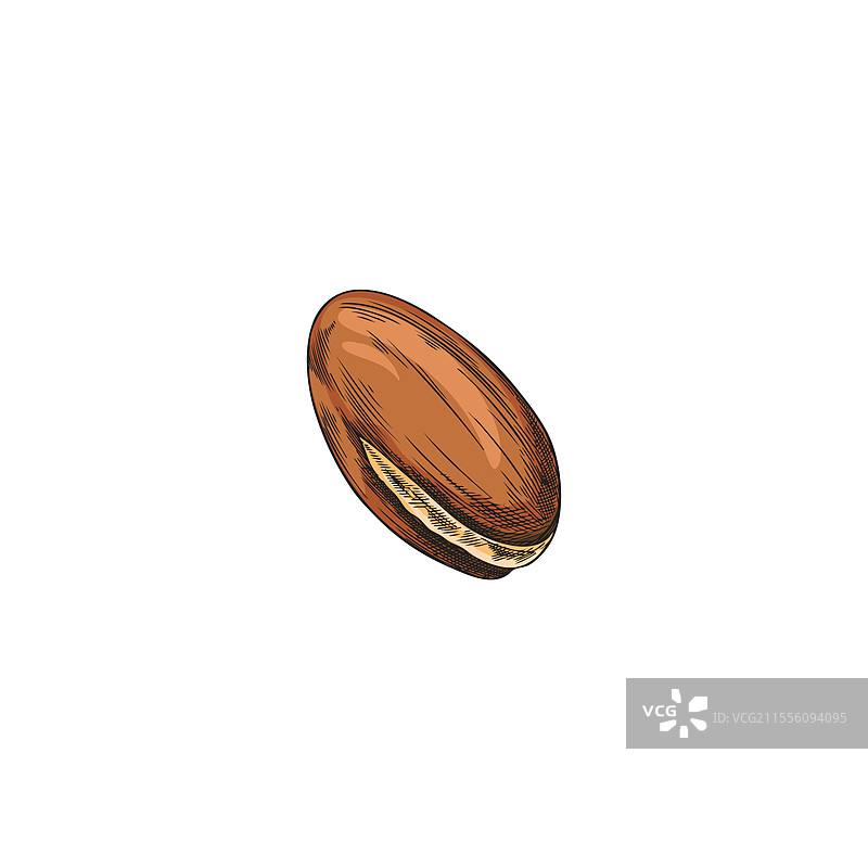 手绘阿甘树坚果素描化妆品图片素材