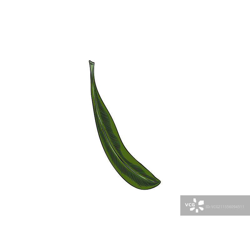 阿甘绿叶手绘花园素描图片素材