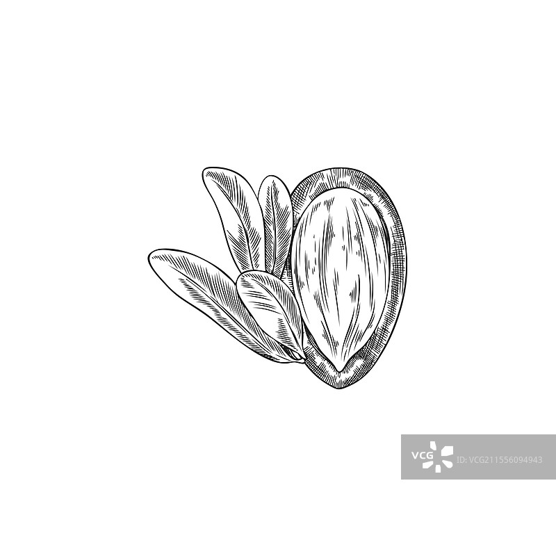 阿甘树叶和打开的坚果壳雕刻素描图片素材