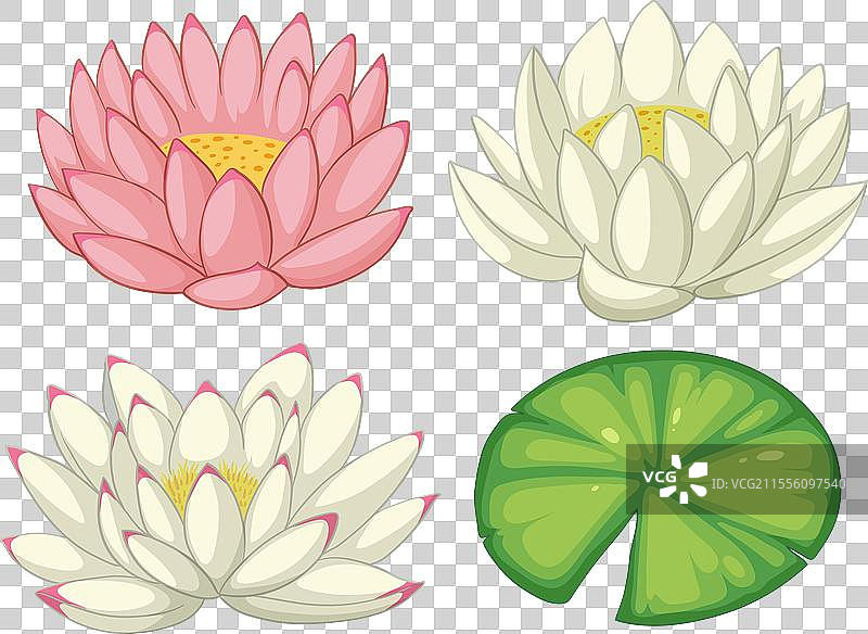 粉色和白色的莲花及其叶子图片素材