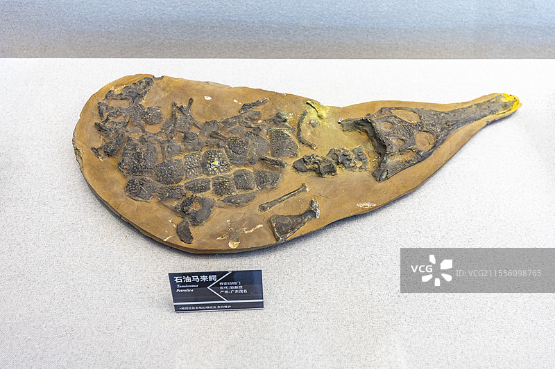 浙江大学地球科学博物馆石油马来鳄图片素材