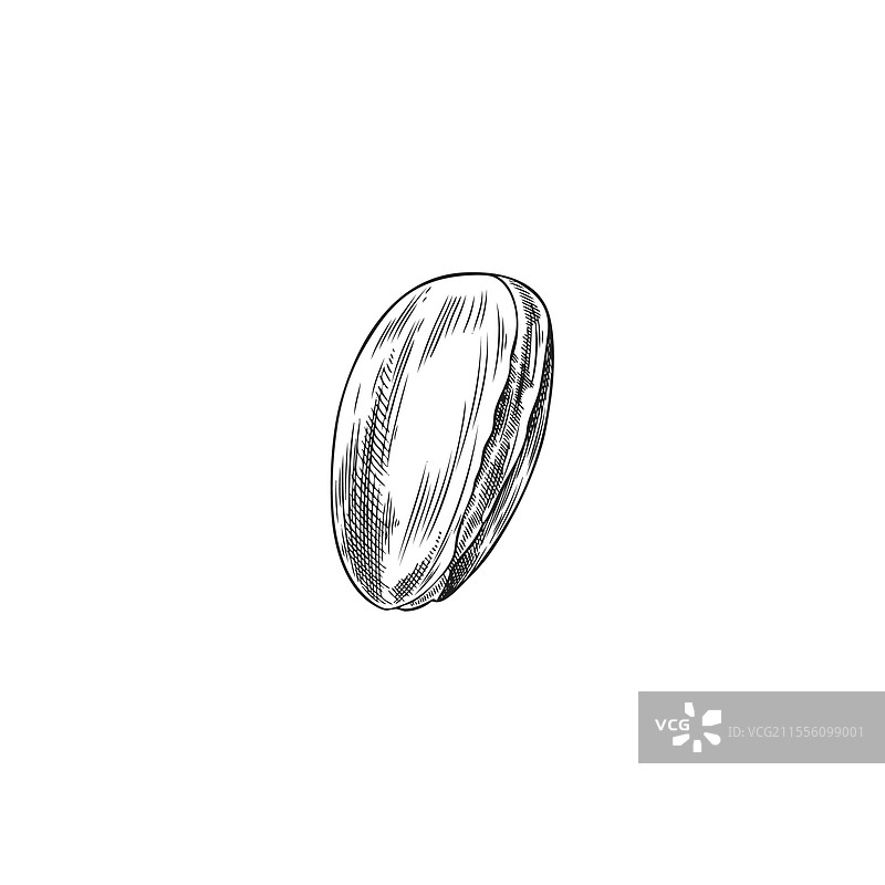 手绘的刻画阿甘树坚果的素描图片素材