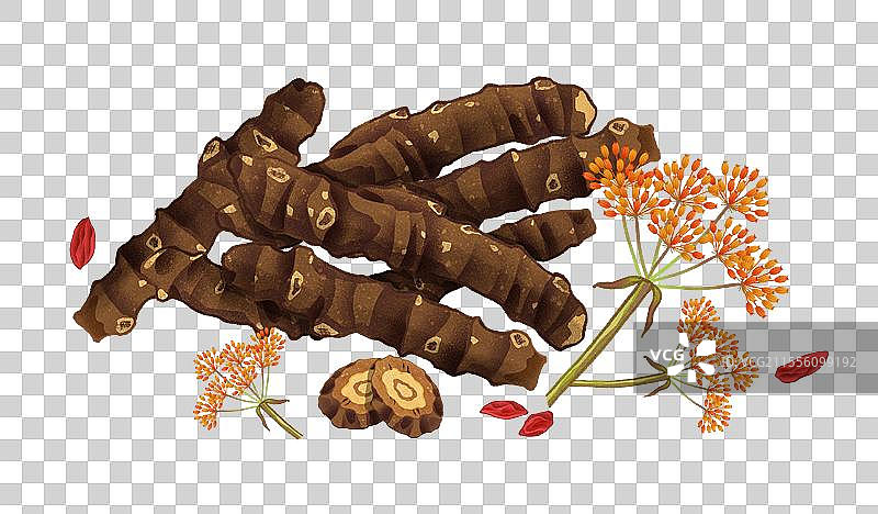 中国传统文化中医养生中草药药材医疗用品之羌活图片素材