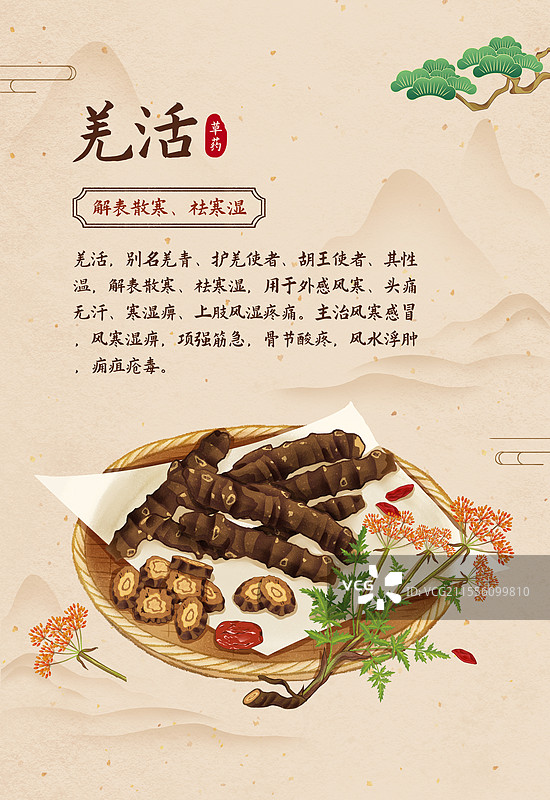 中国传统文化中医养生中草药药材医疗用品之羌活图片素材