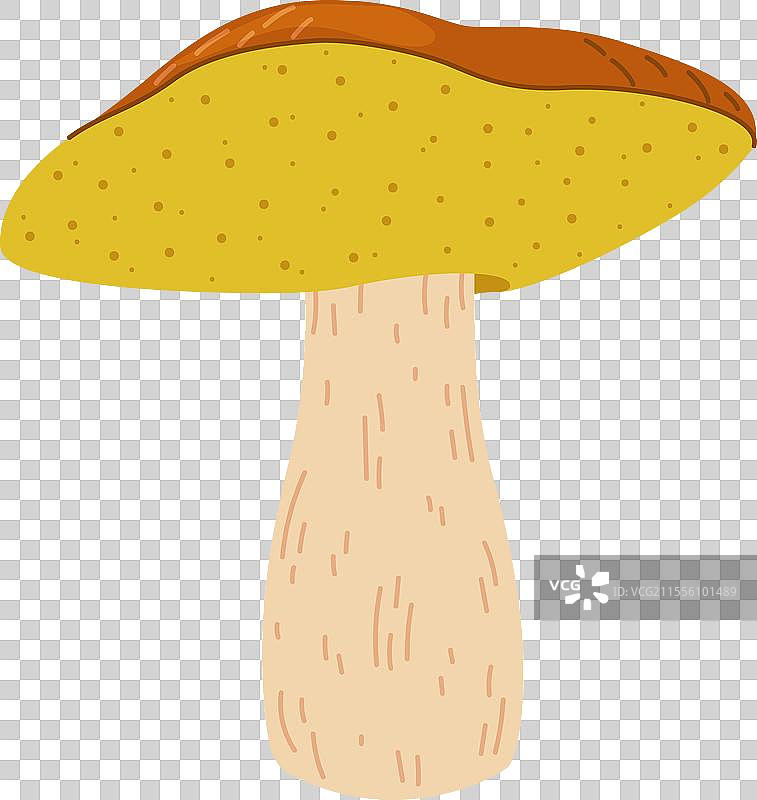 平面卡通的可食用松茸蘑菇图片素材