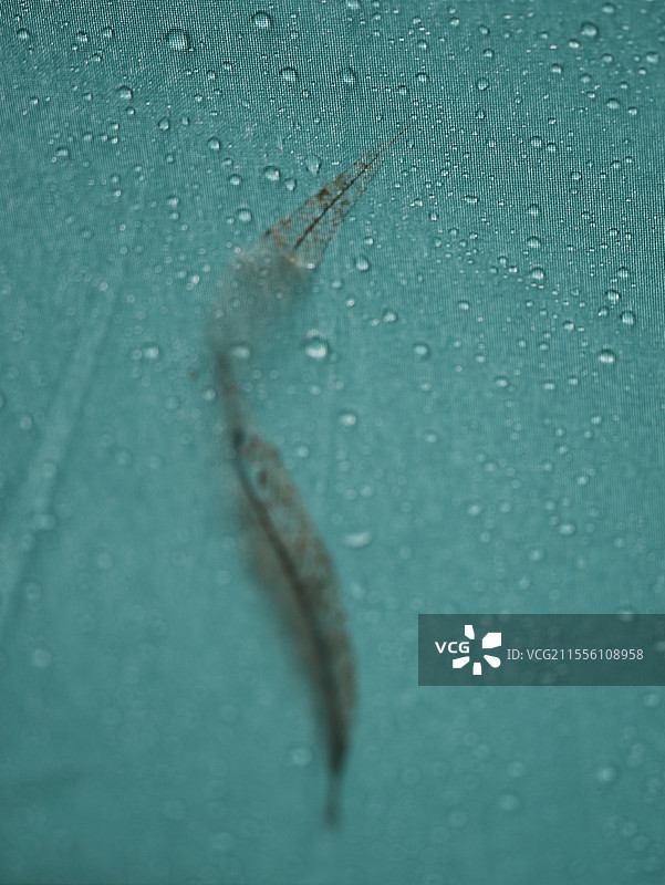 下雨天，落在雨伞上的雨水。和已经腐朽的柳树叶图片素材