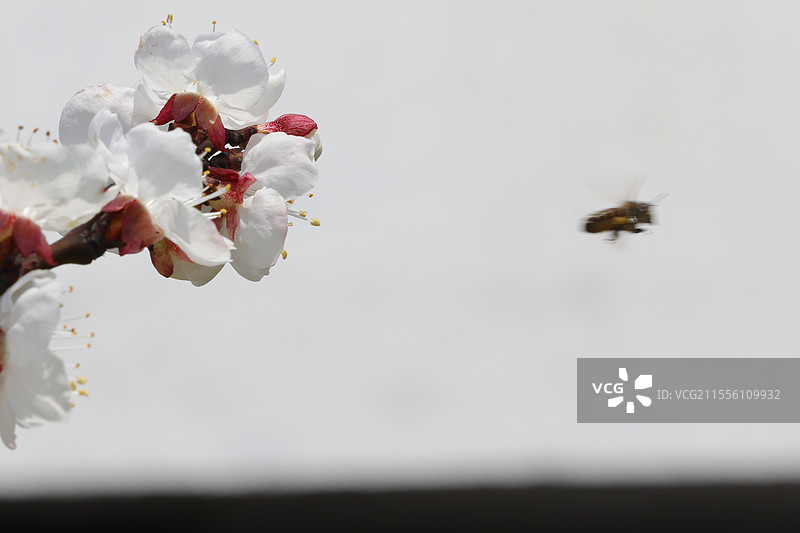 春分花开正艳图片素材