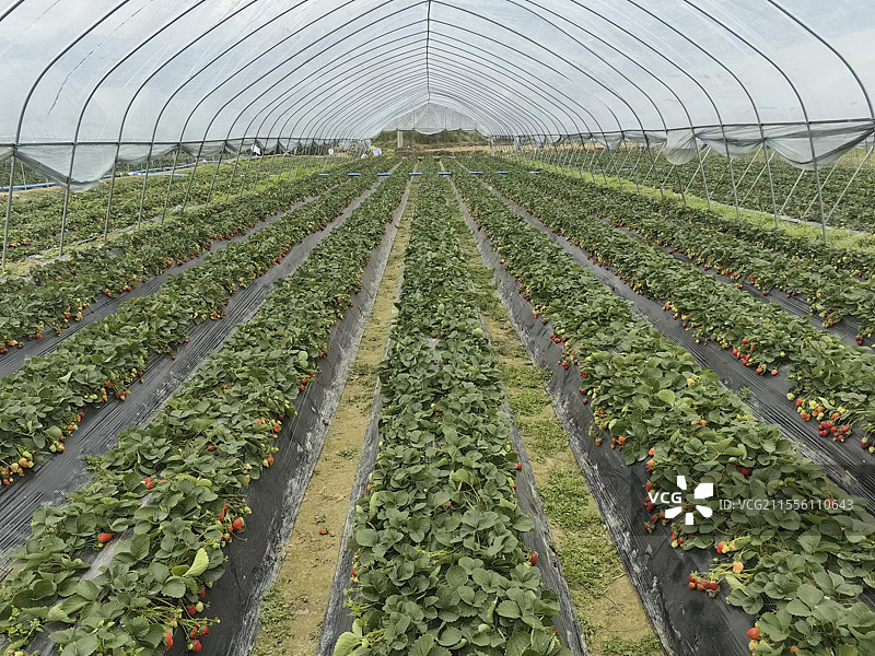 草莓采摘草莓园图片素材