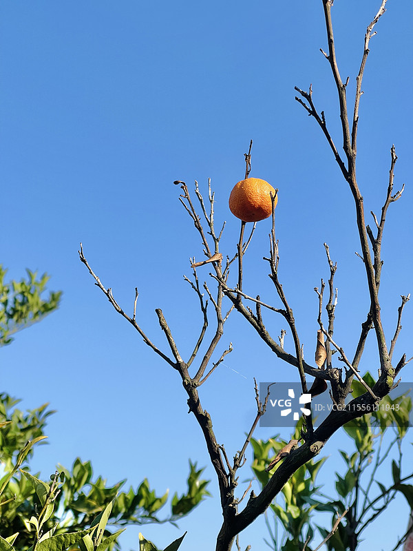 橘子图片素材