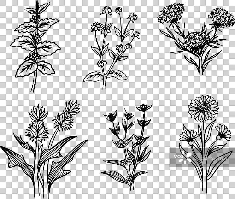 草药和野花图片素材