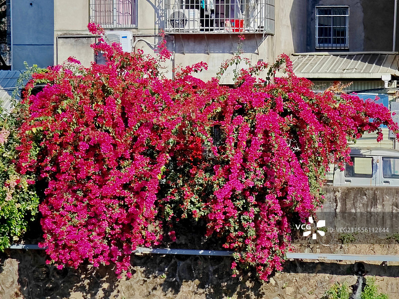 春天盛开的三角梅图片素材