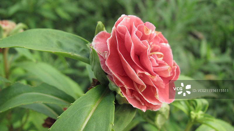 盛开的粉红色重瓣凤仙花特写镜头图片素材