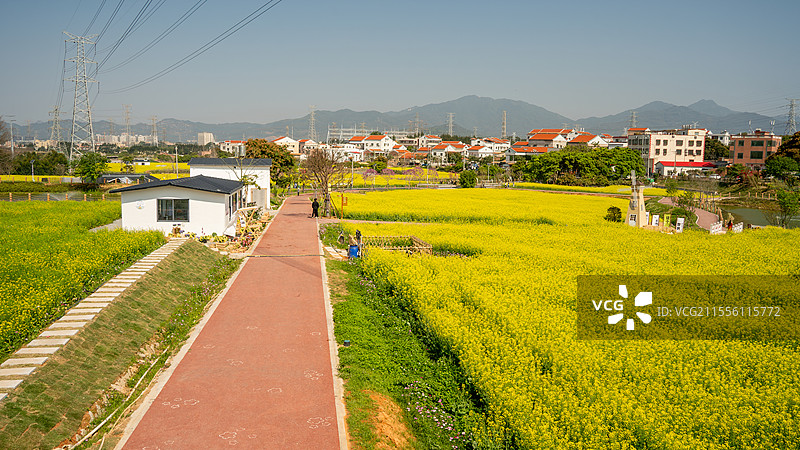 厦门海沧下陈村油菜花图片素材