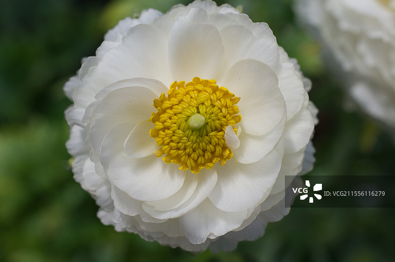 白花图片素材