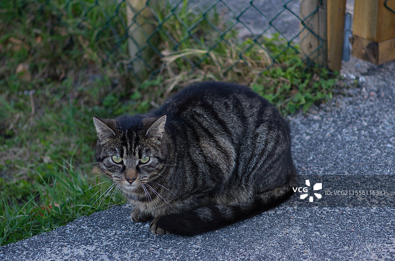 猫图片素材