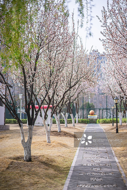中国野生植物拍摄主题，绿化带园林里紫叶李，花栽培植物和盛开的花朵特写，户外白昼无人图像摄影图片素材
