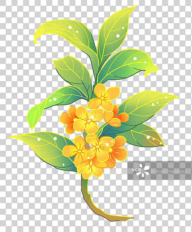 桂花桂香中国花意境 花卉盛开春天鲜花图片素材