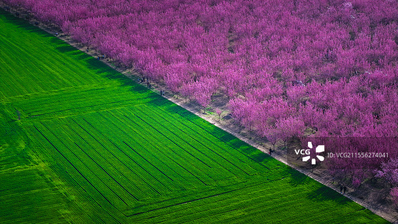 春日双拼图片素材